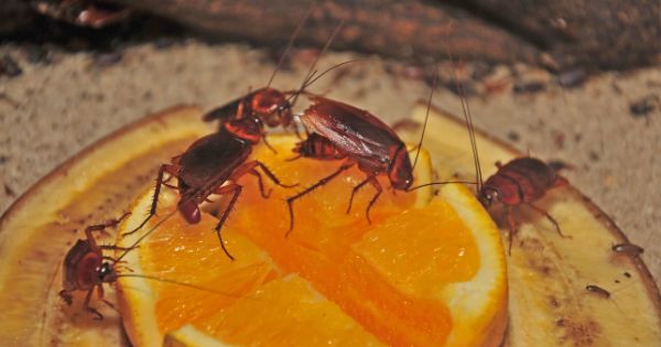 Cockroaches