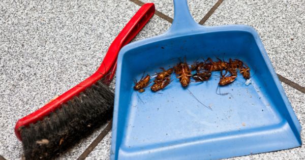 why are cockroaches so hard to get rid of