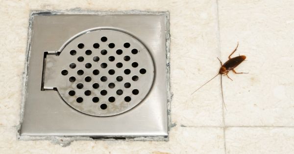 How To Stop Cockroaches From Coming Up the Drain