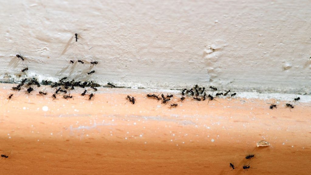 How to Get Rid of Ants in the House