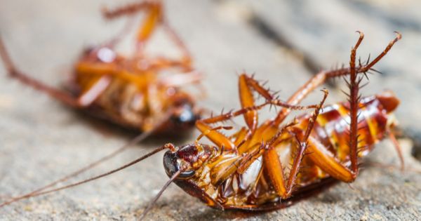 How to Prevent Cockroaches From Entering Your Home
