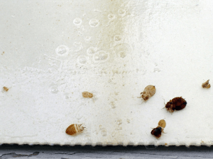 How to get rid of bedbugs