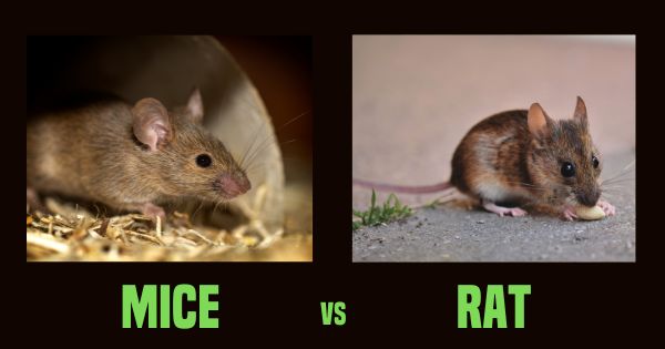 Mice vs Rat