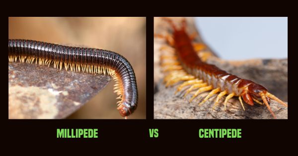 Millipedes vs Centipedes