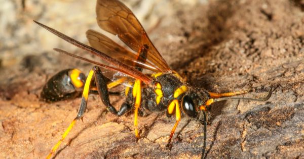 Mud dauber