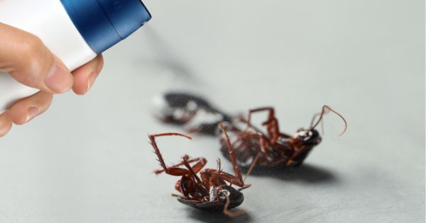 Preventing Pest Infestations at Home