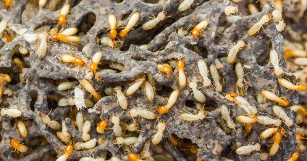 Preventing Termite Invasion