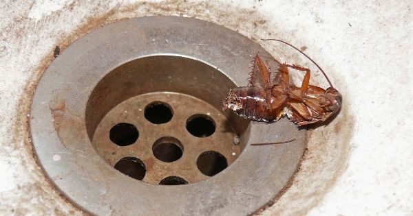 Roaches Coming Up the Drain