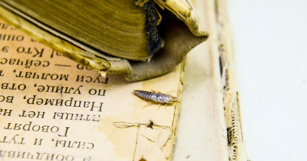 Silverfish in a newspaper