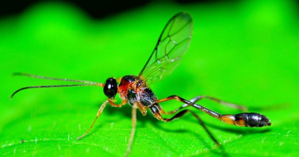 Wasps and mud dauber pest control