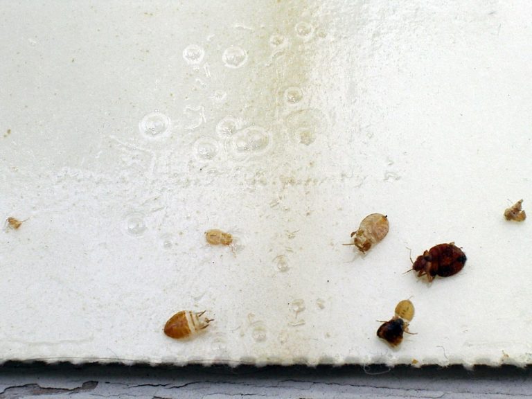 Bedbug Pest Control