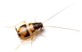 Brownbanded cockroach (Supella longipalpa) — small roach found in dry, warm indoor areas.