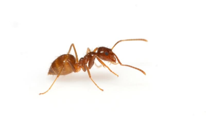 Crazy Ants