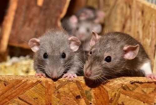 Difference between mice and rats