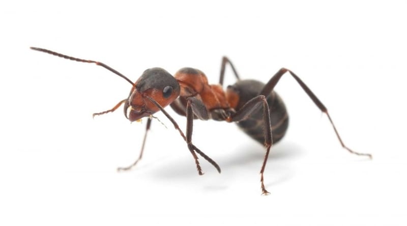 Field Ants