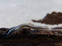 How to Control Millipedes and Centipedes