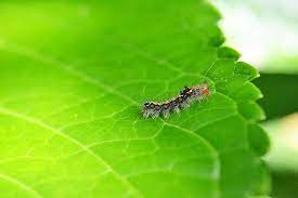 How to Stop Pest Infiltrations in Yard