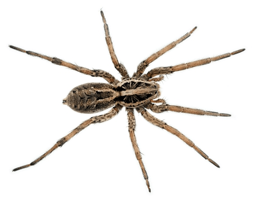 Get rid of spiders at home