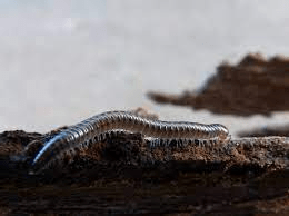 Millipede