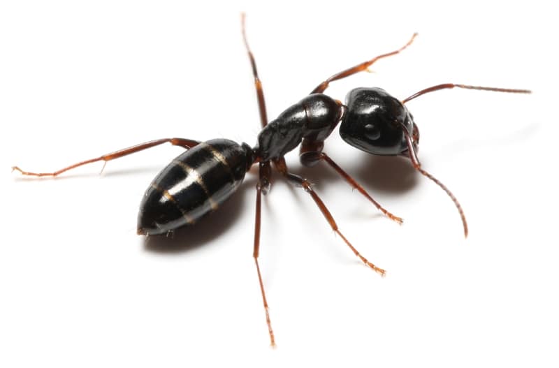 Odorous House Ant