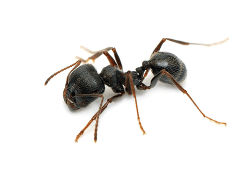 Pavement Ant