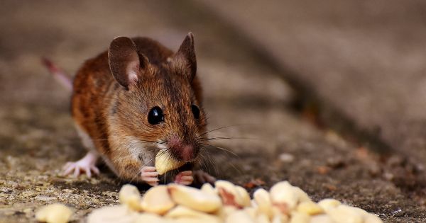 pest control for rats and mice