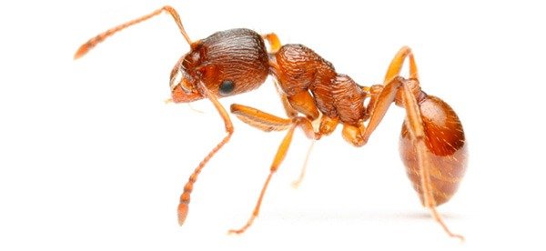 Pharaoh Ants