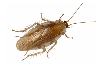 Wood cockroach (Parcoblatta) — outdoor species that occasionally enters Missouri homes accidentally.