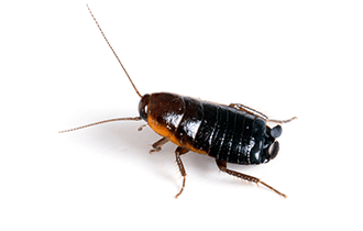 Oriental cockroach (Blatta orientalis) — dark glossy roach associated with drains and damp areas.
