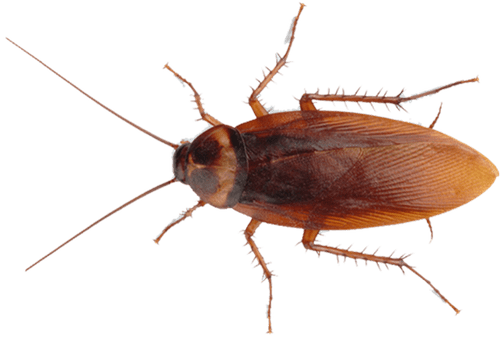 Roaches