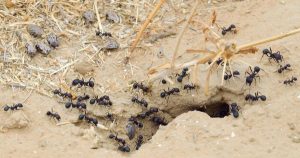 Ant Infestation