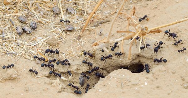 Ant Infestation