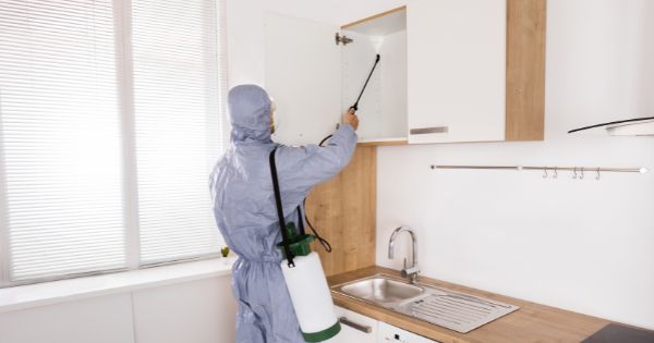 Ant Pest Control Services