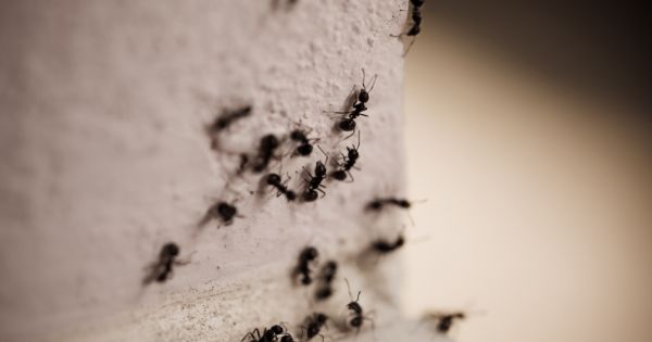 Ants in the house