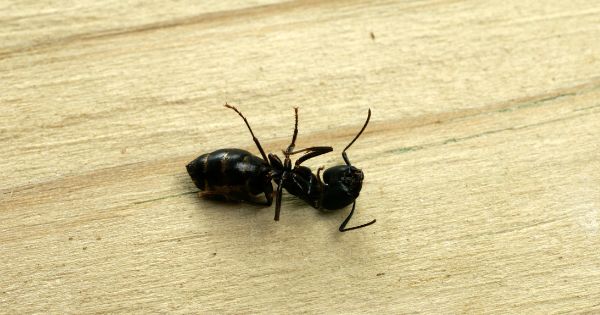 Black Ant