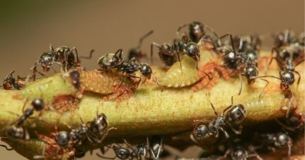 Black Ants vs Carpenter Ants