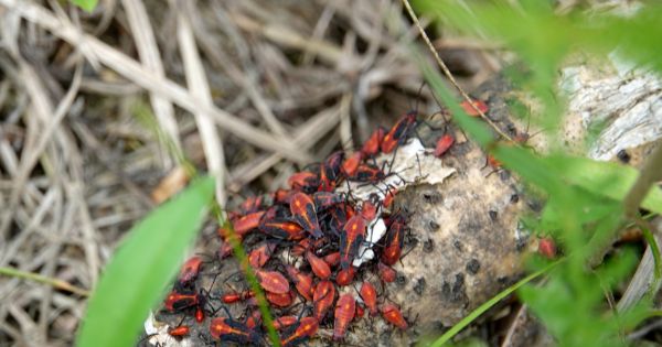 Black-and-orange-boxelder-bug