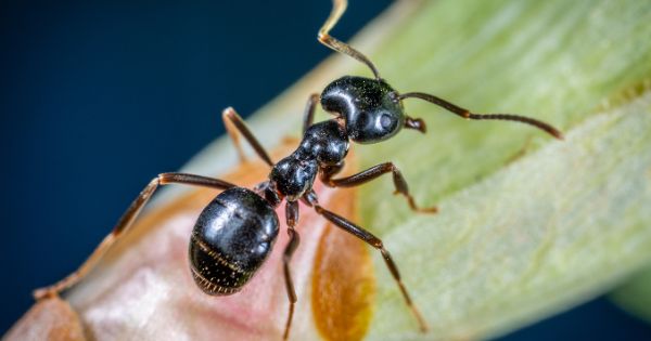 Carpenter Ant