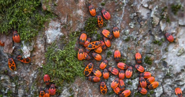 Control-and-Removal-of-Box-Elder-Bugs