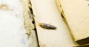 How to get rid of silverfish from books