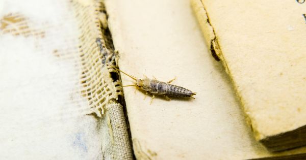 How to get rid of silverfish from books