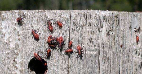 Identifying and Controlling a Black and Orange Boxelder Bug