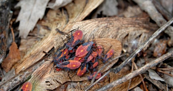 Identifying boxelder bug