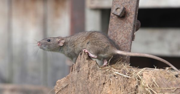 Rodent-infestation-at-home