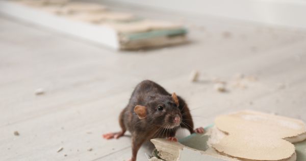 What sort of damage do rodents cause