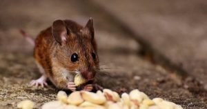 Rodent Control Services in Missouri
