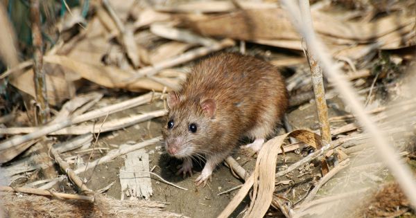 sort of damage rodents cause