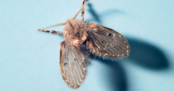 Are Drain Flies Harmful