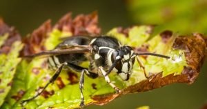Bald-Faced Hornet