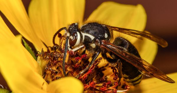 Bald-Faced Hornet Sting - Treatment and Pest Control Solutions